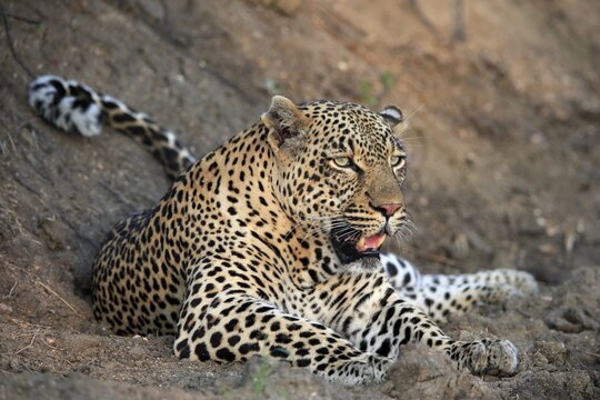 Leopard (Panthera pardus), adult, observed, alert, lying, on ground, Sabi Sand Game Reserve, Kruger National Park, South Africa