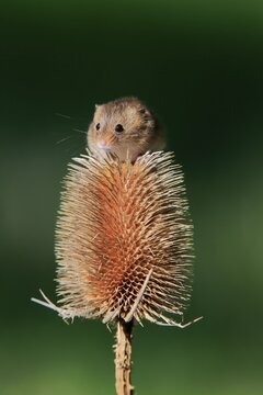 Eurasian harvest mouse (Micromys minutus), adult, on thistle, fruit stand, Surrey, England, Great Britain