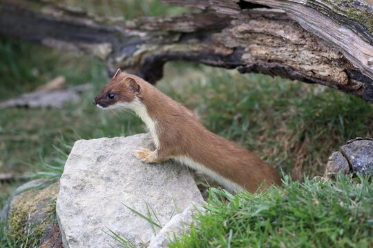 Ermine (Mustela erminea), Greater Weasel, stoat, adult, alert, Surrey, England, Great Britain