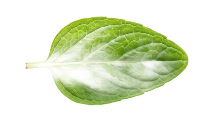 Green leaf veins png abstract texture png botanical pattern png transparent background image