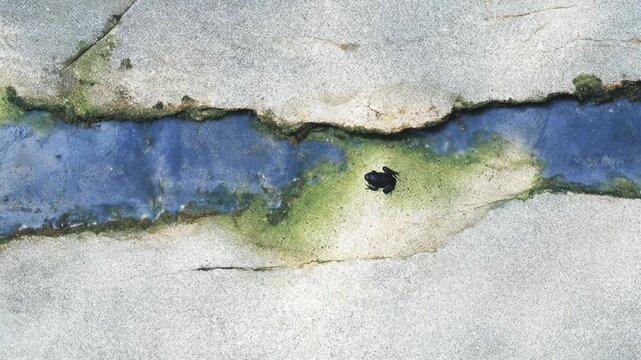 Aerial view of a concrete surface with a water channel and a small, dark amphibian