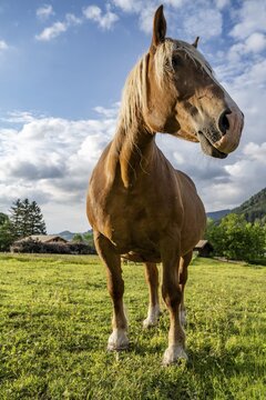 Haflinger horse (Equus ferus caballus) in a pasture, frog perspective, Neuhaus, Bavaria, Germany