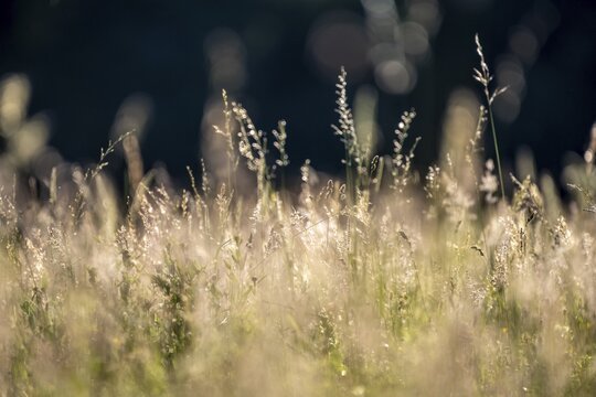 Grasses of a tall meadow in evening light, close-up, Perlacher Forst, Bavaria, Germany