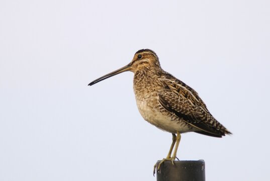 Common Snipe (Gallinago gallinago), Emsland, Lower Saxony, Germany