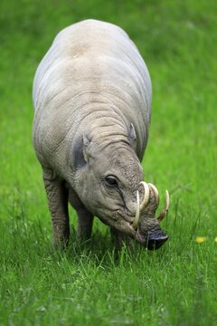 North sulawesi babirusa (Babyrousa celebensis), adult, male, foraging, captive, Sulawesi