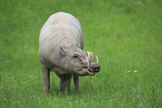 North sulawesi babirusa (Babyrousa celebensis), adult, male, foraging, captive, Sulawesi