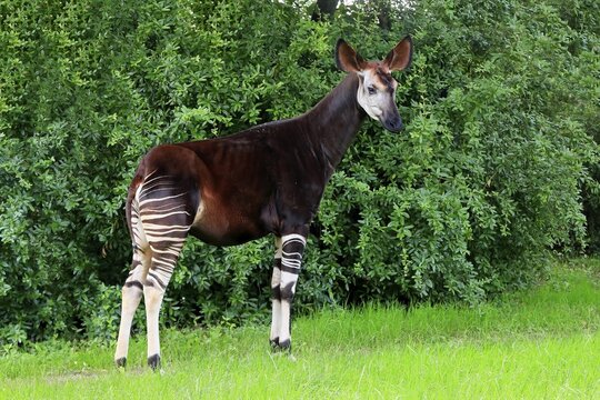 Okapi (Okapia johnstoni), adult, foraging, captive
