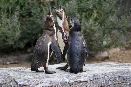 Humboldt penguin (Spheniscus humboldti), Humboldt penguin, adult, semi-adult juvenile, family, three, begging, on land, on rocks, captive, South America