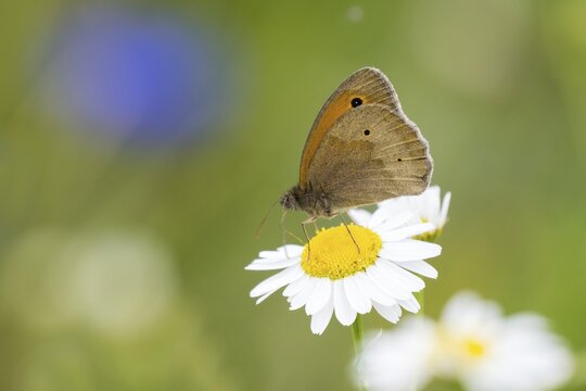 Meadow brown (Maniola jurtina) on flower of daisy, Hesse, Germany