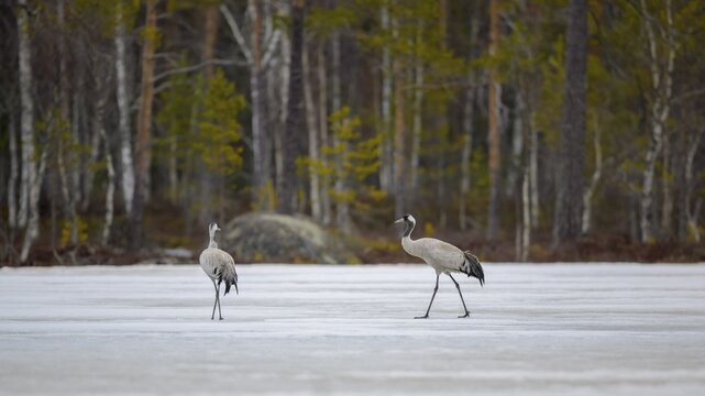Crane (Grus grus), breeding pair striding across a frozen lake in early spring, Hamra National Park, Dalarna, Sweden, Scandinavia