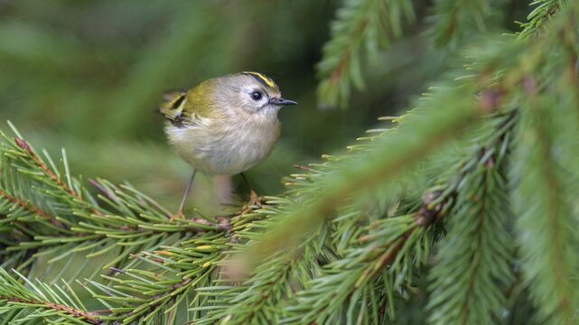 Winter Goldcrest (Regulus regulus), on spruce branch, Rosensteinpark, Stuttgart, Baden-W&uuml;rttemberg, Germany