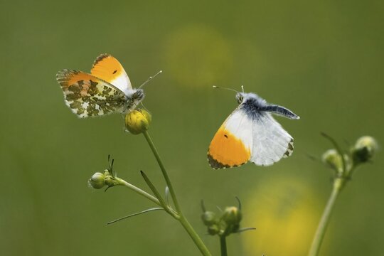 Two orange tip (Anthocharis cardamines), males, fighting over a place to sit on a buttercup (Ranunculus), Hesse, Germany
