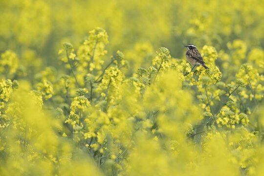 Whinchat (Saxicola rubetra) in rape (Brassica napus), Emsland, Lower Saxony, Germany