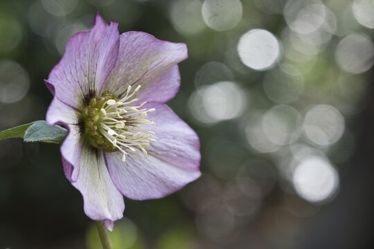 Lenzrose (Helleborus orientalis hybrid), Emsland, Lower Saxony, Germany
