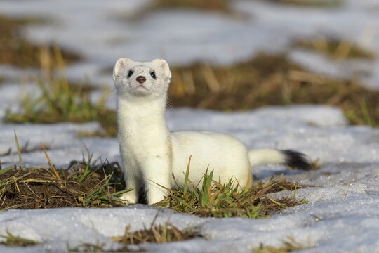 Stoat (Mustela erminea), in a meadow with residual snow, biosphere area, Swabian Alb, Baden-W&uuml;rttemberg, Germany