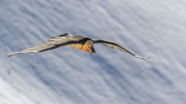 Bearded vulture (Gypaetus barbatus), in flight over a snowfield, Valais, Switzerland