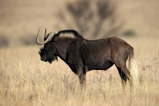 White-tailed gnu (Connochaetes gnou), adult, alert, foraging, Mountain Zebra National Park, Eastern Cape, South Africa