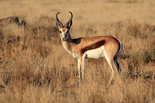 Springbok (Antidorcas marsupialis), adult, male, alert, Mountain Zebra National Park, Eastern Cape, South Africa