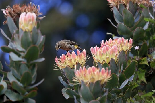 Protea aristata (Protea aristata), cape sugarbird (Promerops cafer), female, flower, flowering, rose family, buckthorn family, dwarf shrub, Kirstenbosch Botanical Gardens, Cape Town, South Africa