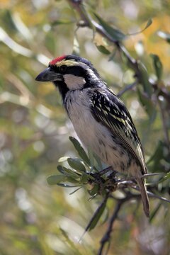 Acacia pied barbet (Tricholaema leucomelas), adult, on tree, Mountain Zebra National Park, Eastern Cape, South Africa
