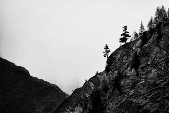 Single trees on rocky ridge in backlight, Pfossental, Merano, Vinschgau, South Tyrol, Italy