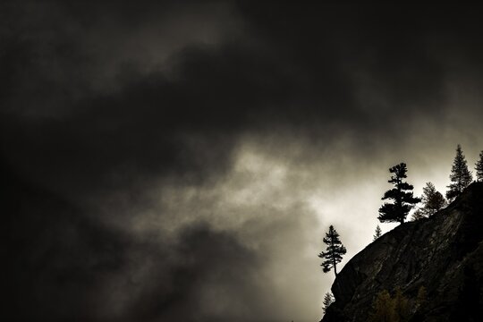 Single trees on rocky ridge in backlight with threatening cloudy sky, Pfossental, Merano, Vinschgau, South Tyrol, Italy