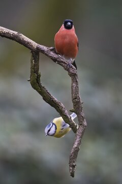 Eurasian bullfinch (Pyrrhula pyrrhula) and Blue Tit (Parus caerulea), Emsland, Lower Saxony, Germany