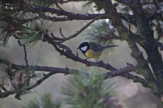 Great Tit (Parus major), Emsland, Lower Saxony, Germany