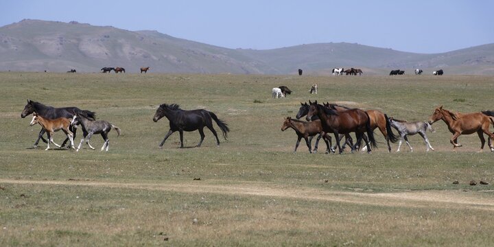 Horses running in the steppe near Song Kol Lake, Naryn Province, Kyrgyzstan