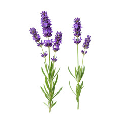 Fototapeta premium two fresh lavender sprigs, deep purple flowers, and bright green leaves, standing upright on a transparent background, high-key studio product photograph, concept for botanical purity and elegance
