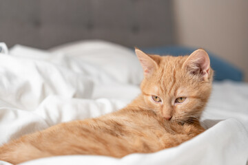 Ginger tabby kitten grooming while lounging on white bed sheets in soft sunlight, cozy bedroom interior with shallow depth of field and copy space. © Irina