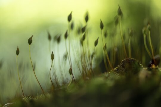 Beech (Fagus) saplings on forest floor in morning light, Mindelheim, Unterallg&auml;u, Bavaria, Germany