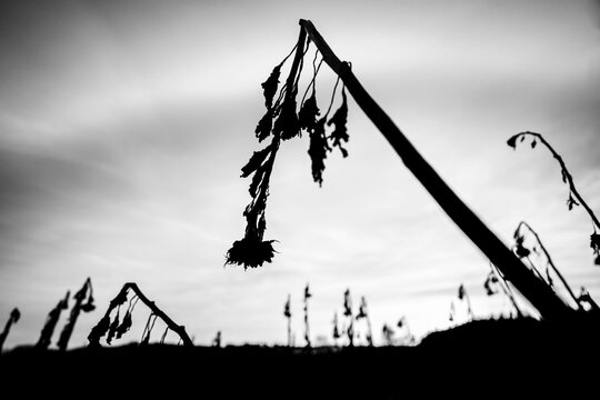 Withered sunflowers (Helianthus annuus) in the backlight, Mindelheim, Unterallg&auml;u, Bavaria, Germany
