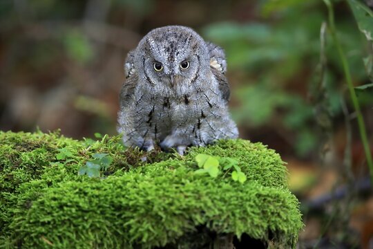 European scops owl (Otus scops), adult, on tree, in autumn, alert, Bohemian Forest, Czech Republic