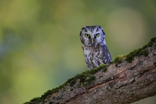 Tengmalm's Owl (Aegolius funereus), adult, on tree, alert, Bohemian Forest, Czech Republic