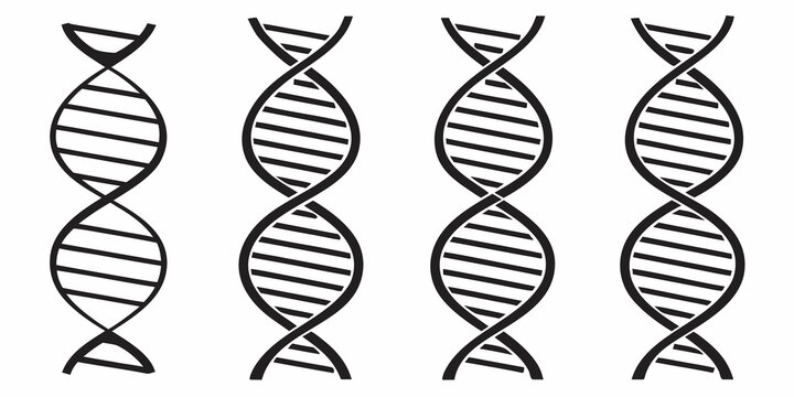 The image shows four double helix structures representing dna strands. Vector