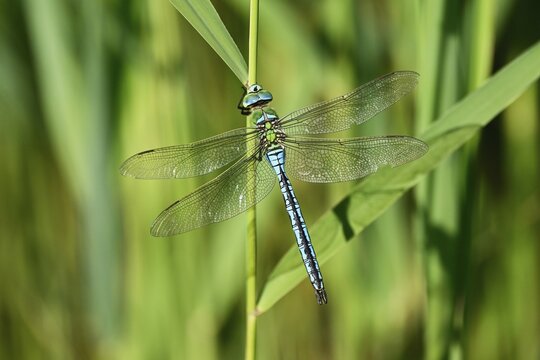 Emperor dragonfly (Anax imperator), male, flown, Switzerland
