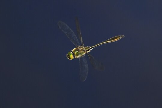Damselfly, formerly downy emerald (Cordulia aenea), in flight, Switzerland