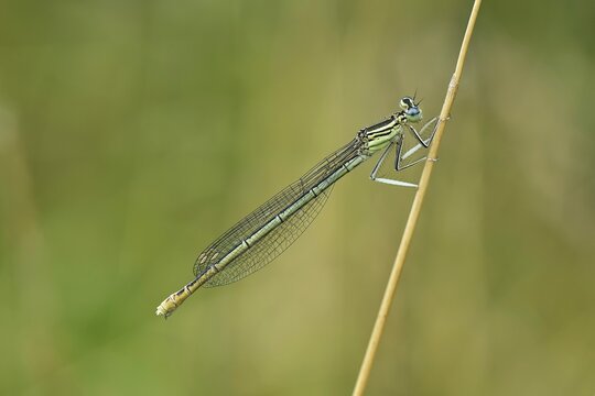 White-legged damselfly (Platycnemis pennipes), female sitting on a stalk, Reuss valley, Switzerland