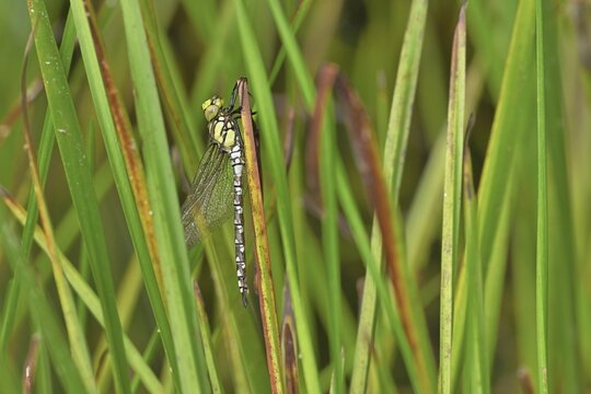 Freshly hatched dragonfly, southern hawker (Aeshna cyanea), male, Canton Zug, Switzerland