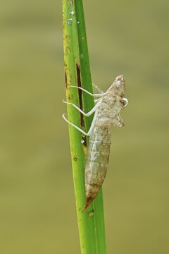 Larval skin, exuvium of a mosaic damselfly, Canton Zug, $witzerland