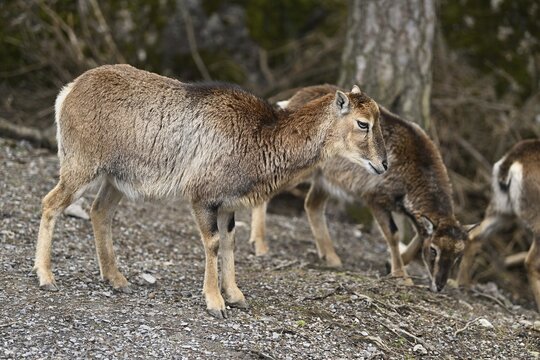 European mouflon (Ovis aries musimon) (Syn.: Ovis orientalis musimon), female, captive, Switzerland
