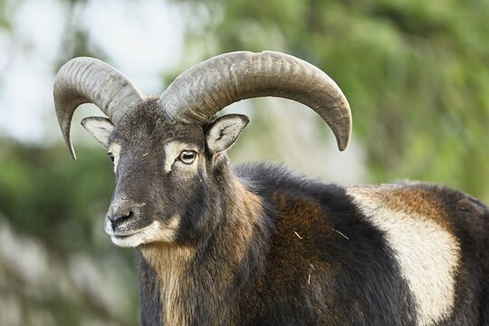European mouflon (Ovis aries musimon), male, captive, Switzerland