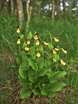 Group yellow lady's slipper orchid (Cypripedium calceolus), Canton Schwyz, Switzerland