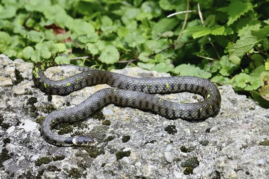 Grass snake (Natrix natrix), basking on stone, Switzerland