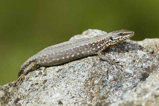Common wall lizard (Podarcis muralis), Switzerland