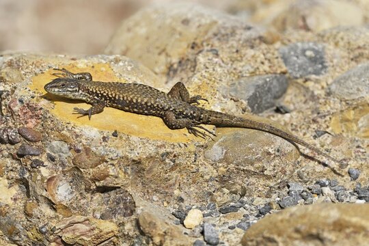 Iberian rock lizard (Lacerta muralis), Switzerland