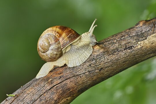 Burgundy snail (Helix pomatia), Switzerland