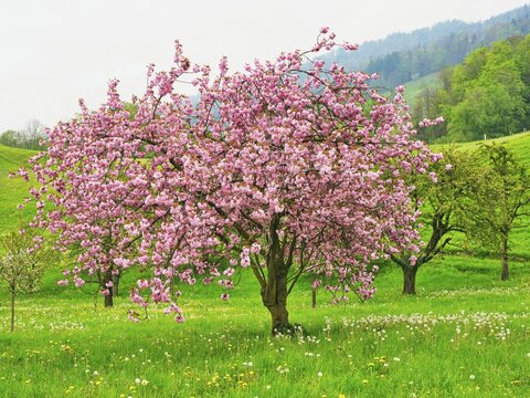 Japanese cherry (Prunus serrulata), flowering, Canton Schwyz, Switzerland
