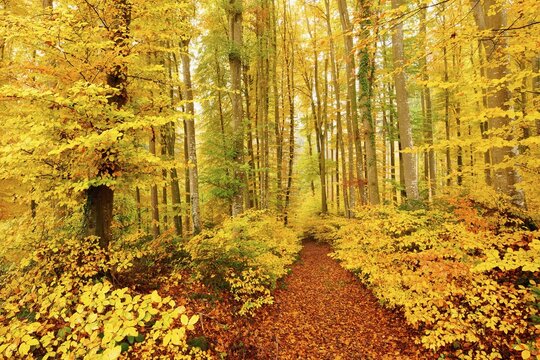 Forest path through discoloured copper beech (Fagus sylvatica), autumn forest, Lindenberg, Canton Aargau, Switzerland
